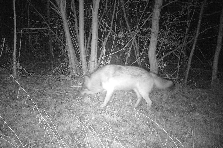 Schwarzweißes Foto eines Wolfes nachts im Wald.