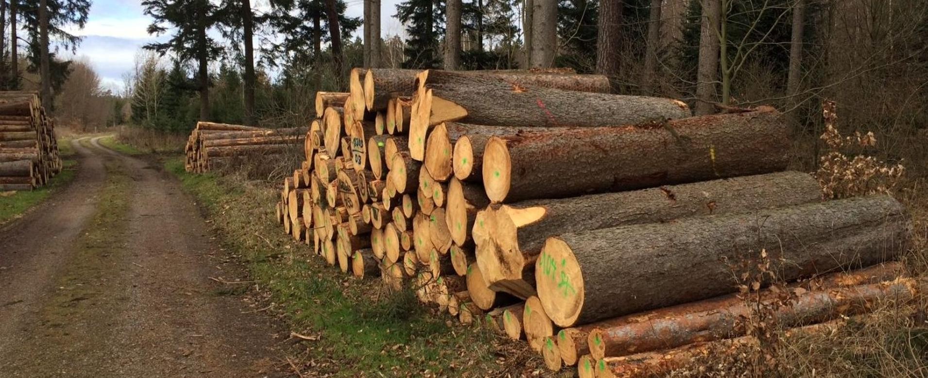 Baumstämme Zu sehen sind viele aufeinandergestapelte Baumstämme rechts neben einem Waldweg.