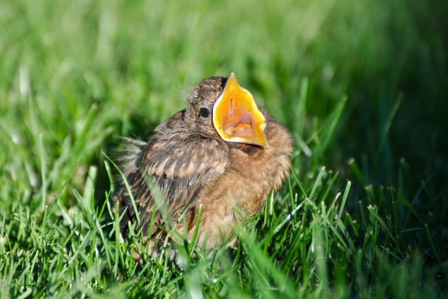 Ein kleines braunes Vogeljunges mit gelbem geöffnetem Schnabel sitzt im grünen Gras.