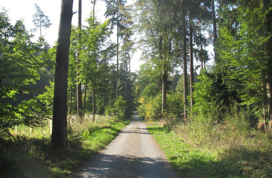 Waldweg in Rutesheim